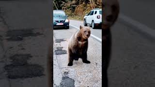 The bear funny video  nature short video subscribe to me  #shorts