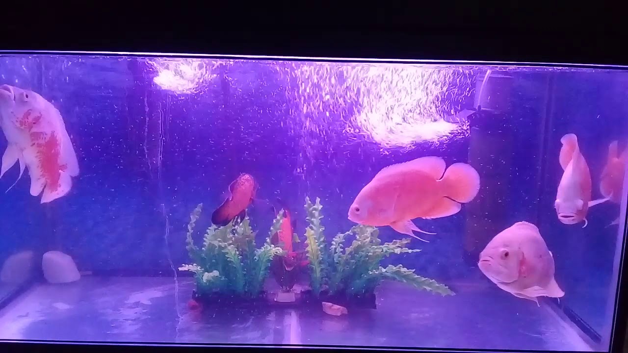 My Oscar fish Tank - YouTube My Oscar fish Tank - YouTube