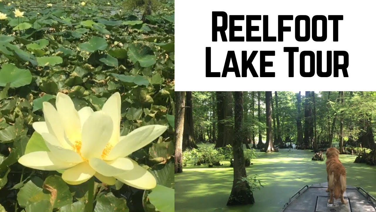 Come Explore Reelfoot Lake With Us (by BOAT!)