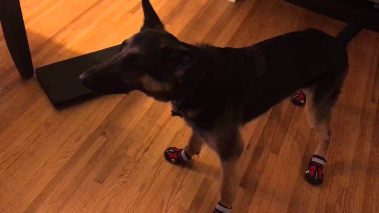 German shepherds first time wearing boots YouTube