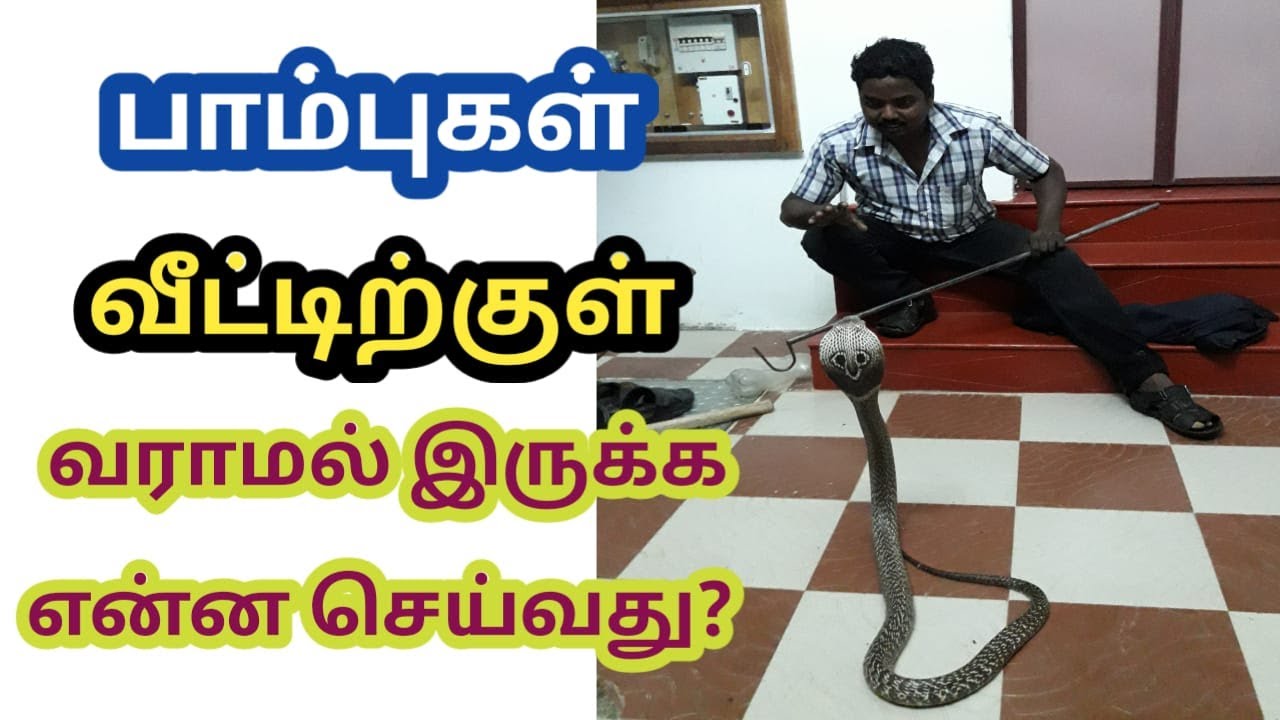 பாம்புகள் வீட்டிற்குள் வராமல் இருக்க என்ன செய்வது?   || Snake Saga