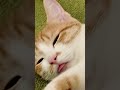 こんな時どうしますか？その舌しまい忘れてますよ…😴 #ネコ #猫動画