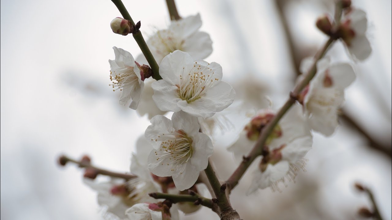 Plum tree and Doll's Festiver BGM 🎎🐈
