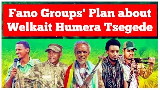 Fano Groups' Plans about Welkait Humera Tsegede