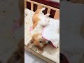 A Dog's Spiritual Transformation: Canine Enlightenment in Action