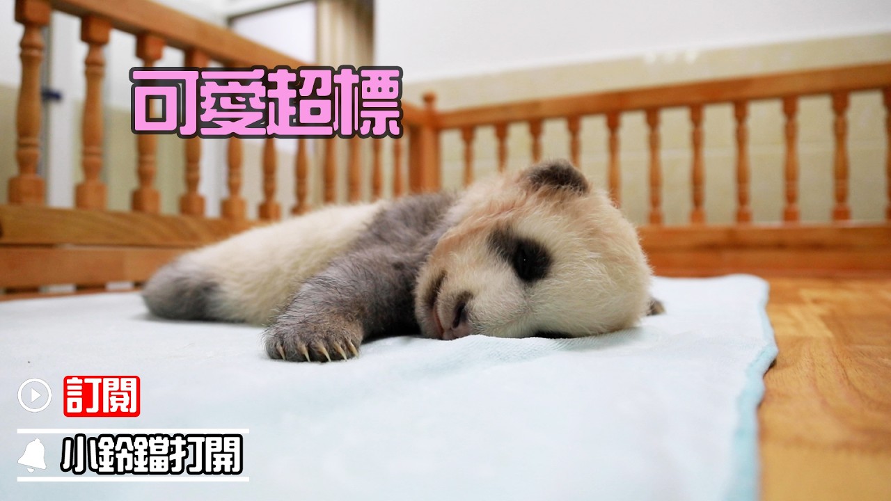 《熊貓早晚安》超萌預警！熊貓寶寶治癒你的壞心情 | iPanda熊貓頻道