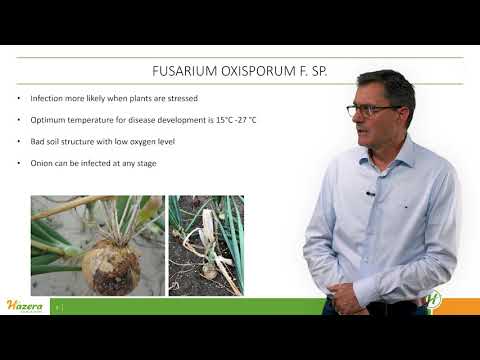 Video: Fusarium Van Uie Basaal Plate - Herkenning Fusarium Basaal Plaat Verrotting In Uie