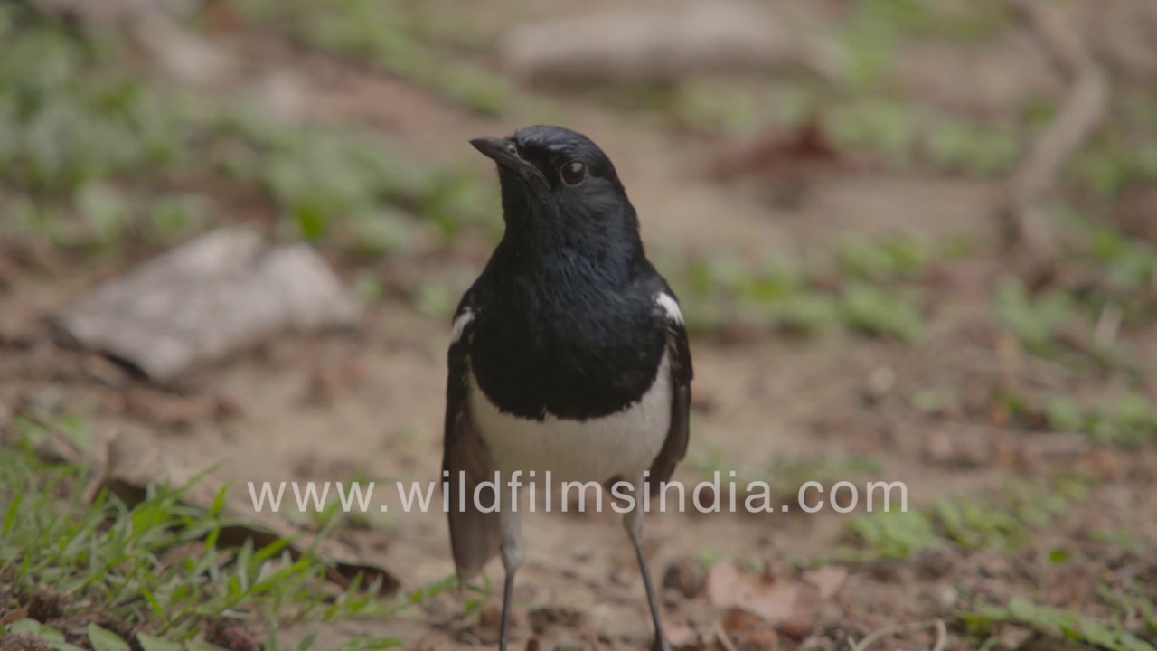 Male Magpie Robin stakes out territory, uses song as territorial imperative