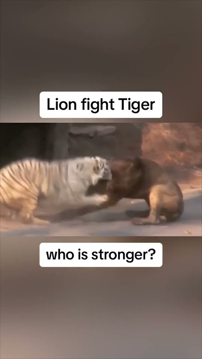 Lion vs Tiger. WHO IS STRONGER?