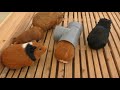 ふれあい動物広場 (ときわ動物園) 2018年5月19日 の動画、YouTube動画。