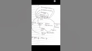Life Cycle of Chara || Diagrammatic representation of Life Cycle of Chara #botanynotes #botany #bsc