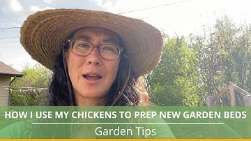 How I Use My Chickens to Prep New Garden Beds