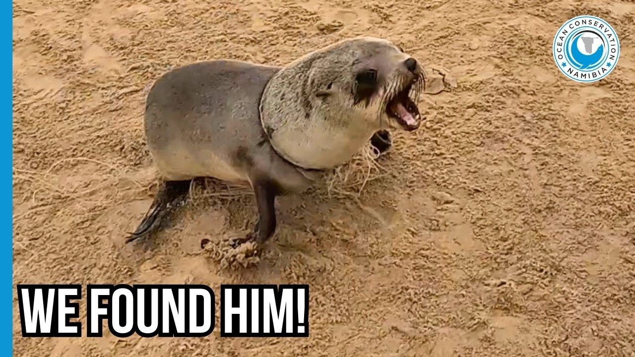 Где же спрятанный в группе тюлень?