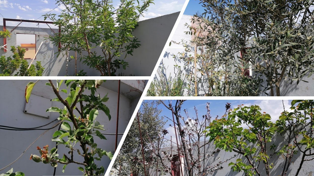 زراعة الاسطح 212 - الجوافة و شجرة التين انجح الاشجار سطح المنزل