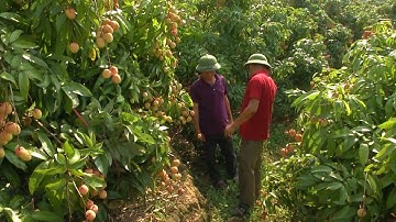 Hơn 186.000 tấn vải Bắc Giang đã được tiêu thụ