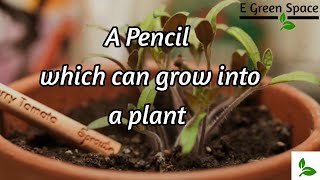 Pencil which can grow into a plant || E Green Space || Sprout Pencil || Seed Pencil ||