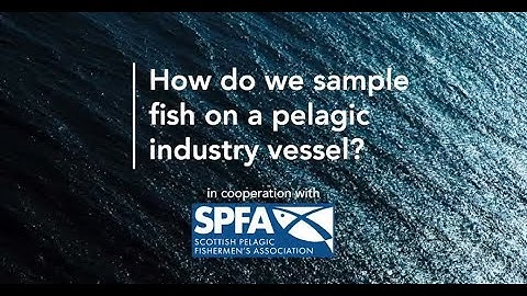 PANDORA - How do we sample fish on a pelagic Industry vessel?