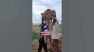 PANEN SINGKONG #cassava #cassavafarming #tanaman #tani #singkong #petani #ubicilembu #ubi #ladang