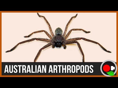 The Amazing Venomous Australian Arthropods Bugs Of The World Ep3 Youtube