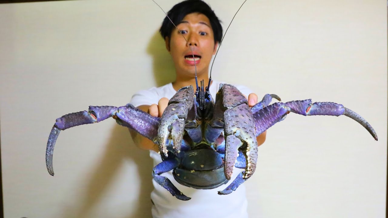 怪物クラスの超巨大ヤシガニの飼育を始めます Youtube