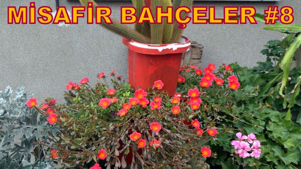 Sakarya'dan Çiçek Dostumun Bahçesi, Sukulent ve Kaktüs Tasarımları | Misafir Bahçeler #8