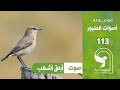 Isabelline Wheatear Singing Sound صوت ابلق اشهب المدقي يغرد Isabelline Wheatear Singing Sound صوت ابلق اشهب المدقي يغرد