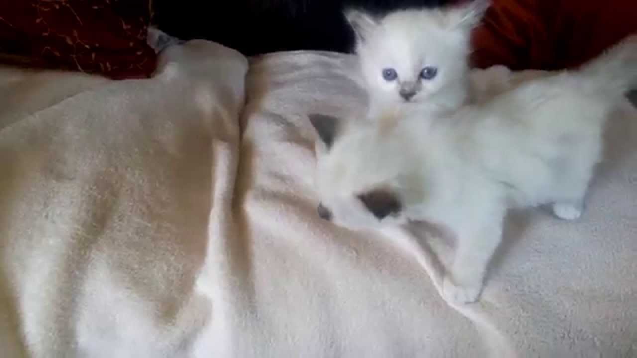 Chatons Sacre De Birmanie Ages D Un Mois Youtube
