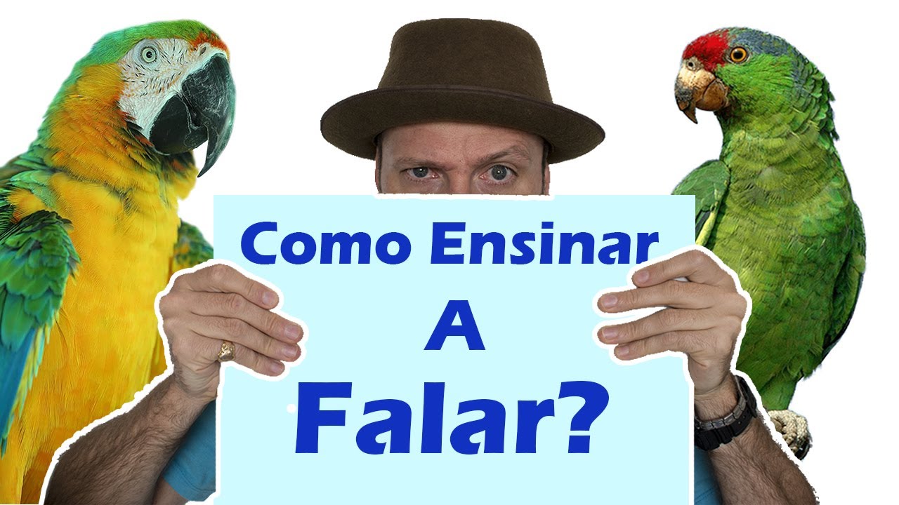 Como ensinar papagaio a falar - ensine o papagaio a falar! - YouTube