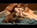Adorable Husky puppy howling at 9 days old