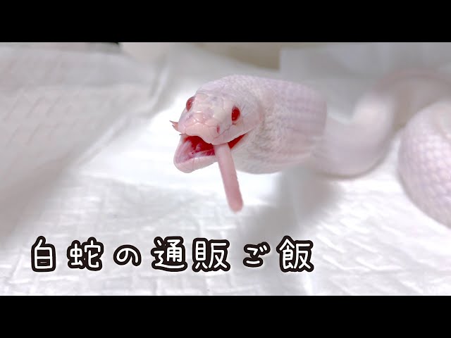 白蛇　冷凍やわげネズミ　3袋 楽天市場】蛇 餌 ネズミの通販