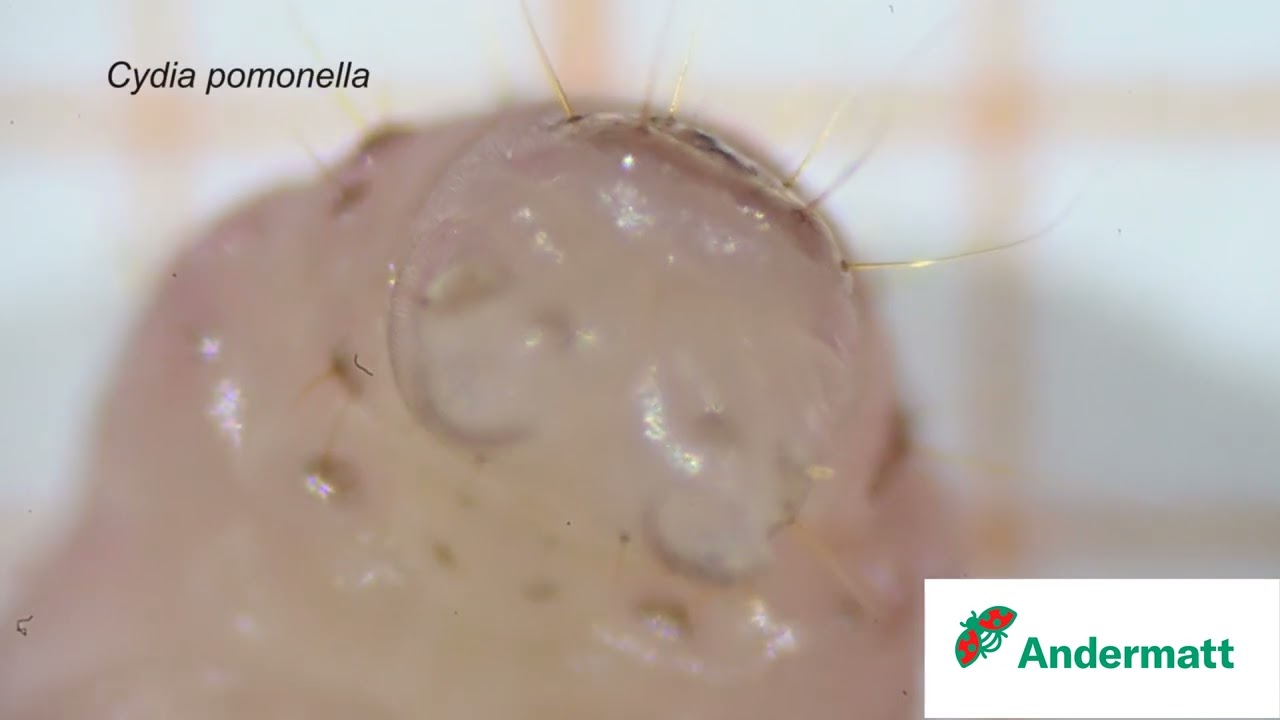 Distinguishing larvae of of Cydia pomonella and Grapholita molesta