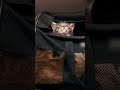 A Bag Full of Kittens! | Too Cute! | Animal Planet