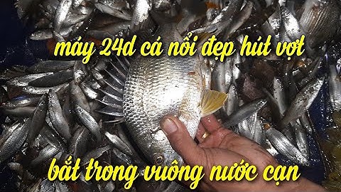 máy kích cá xuyến | kích cá nước mặn giá rẻ 24d tes trong đìa cạn bắt cá đối , bống , móm