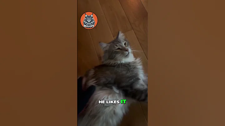 Watch the video about Maine Coon's Brush Time