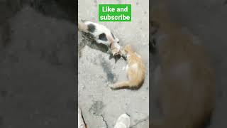 القط ميكالو و القطة شنشونة