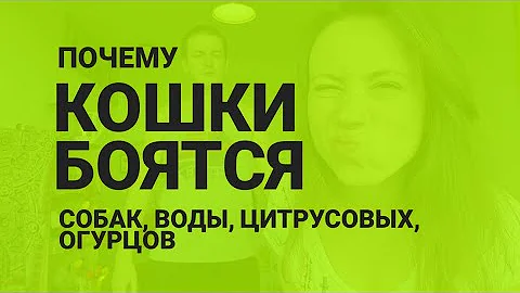 ПОЧЕМУ КОШКИ БОЯТСЯ СОБАК, ВОДЫ, ЦИТРУСОВЫХ И ОГУРЦОВ ? Почемучка