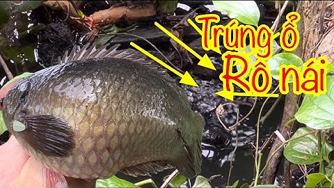 Câu cá rô đồng, mồi vừa chạm nước là rút cần Toàn Cá To Và Mập/Fishing with crickets