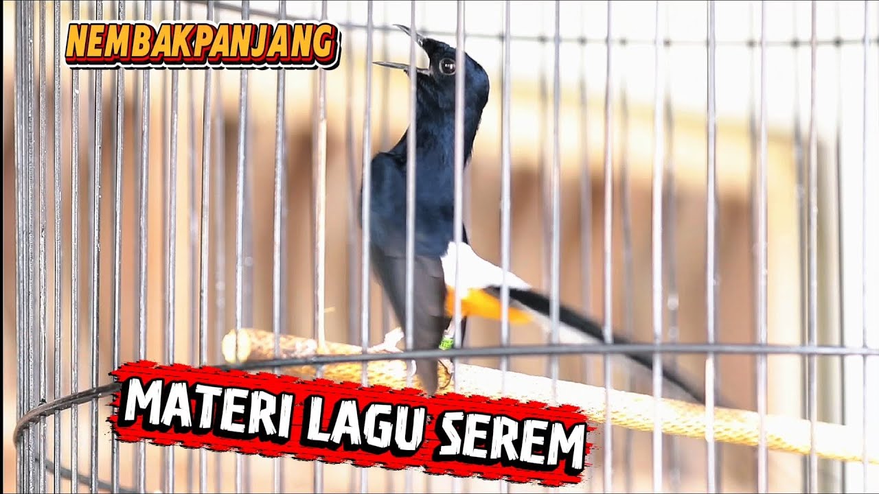 Stok 2 ekor murai batu prospek ❗