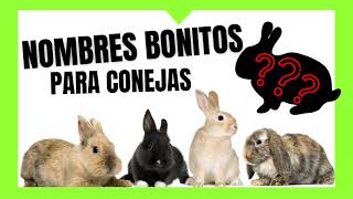 NOMBRES BONITOS PARA CONEJOS HEMBRAS [Ideales] para Conejas bebes, negras, conejas blancas *MÍRALO*