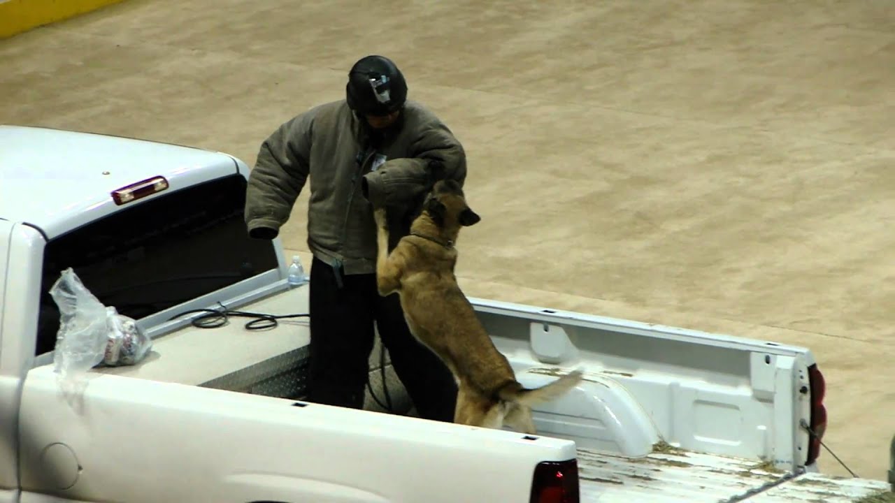 2010 LVMPD K-9 Trials 3