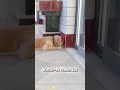 This Golden Retriever Is Living Better Than Us