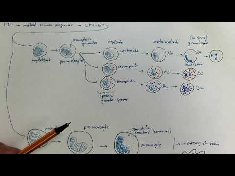 08_04_Granulopoiesis and monopoiesis