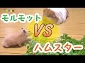 ハムスターとモルモットのよくわからない勝負