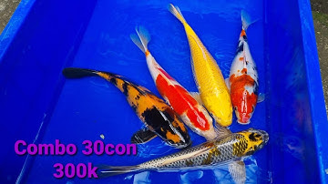 Combo Cá Koi Mini đủ màu 30con 300k Cá koi ki hi utsuri màu đậm