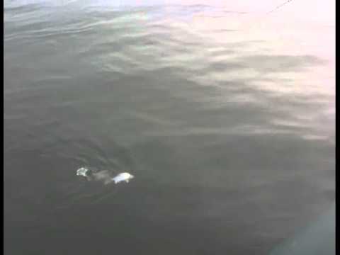 White bass fishing in Windsor Ontario