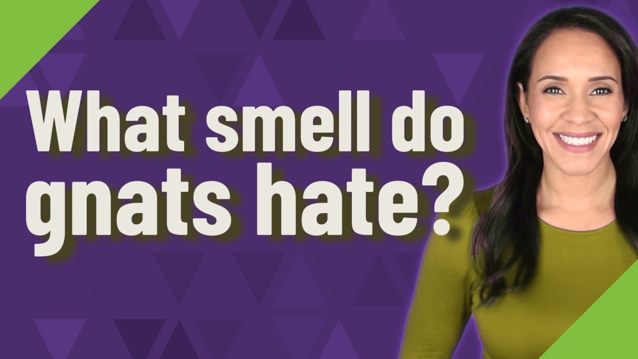 Gnats Hate THIS Smell! 7 Natural Ways to Banish Them Forever