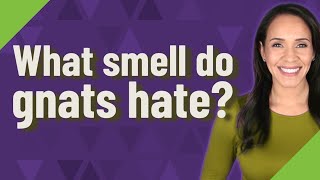 What smell do gnats hate?