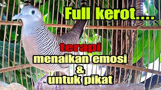 Perkutut lokal gacor full kerot terapi menaikan emosi dan untuk pikat