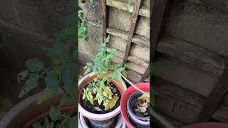 Greek oregano growing so good still❤️ #garden #ihavethisthingwithplants #gardening