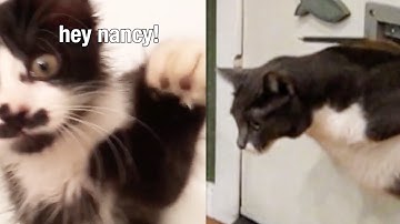 Cats Causing Chaos - Funny Animal Voiceovers